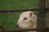 D7D00471 Lamb behind fence.jpg